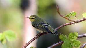 Bird pionochka: pomlad, senca in druge sorte